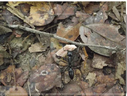 Figura 1: Fotografia de formigas da espécie Dinoponera quadríceps em seu habitat natural  (Hymenoptera, Formicidae, Ponerinae) (Quinet, Y.P
