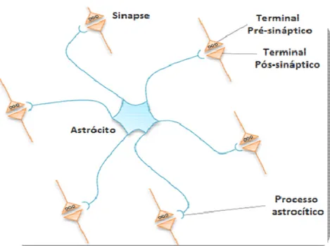 Figura 3: Desenho esquemático da sinapse tripartida, onde um simples astrócito envia seus  processos e esses são capazes de se conectarem a numerosas sinapses (CLASADONTE e 