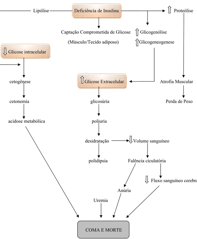 Figura 2. Consequências metabólicas da deficiência ou resistência a insulina