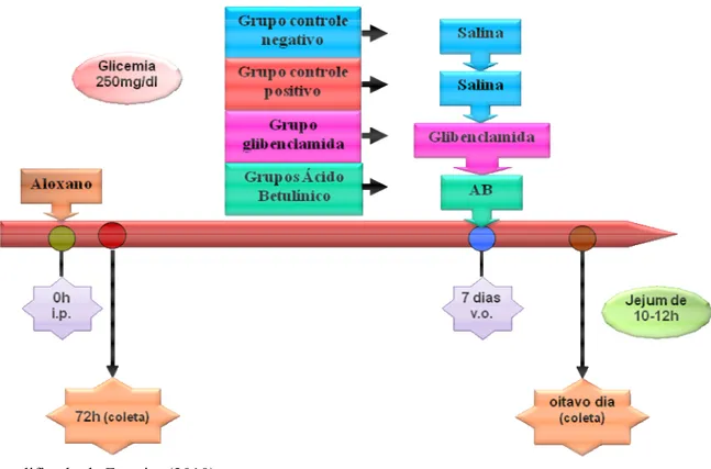 Figura 4. Esquema do protocolo experimental de indução da diabetes pelo aloxano