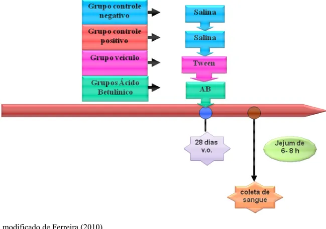 Figura 8. Esquema do protocolo experimental para avaliação da toxicidade oral de doses  repetidas durante 28 dias