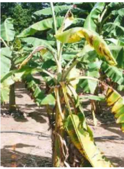 Figura 1  –  Foto de um espécimen de bananeira apresentando sintomas do Mal do Panamá, com  comprometimento das folhas