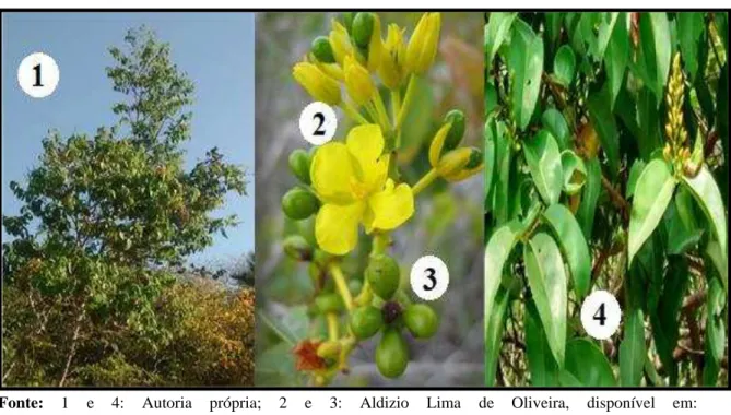 Figura 3 - Aspecto geral da  Ouratea fieldingiana (Gardner) Engl.  1: Arbusto em hábitat  natural; 2: Flor; 3: Frutos imaturos; 4: Folhas