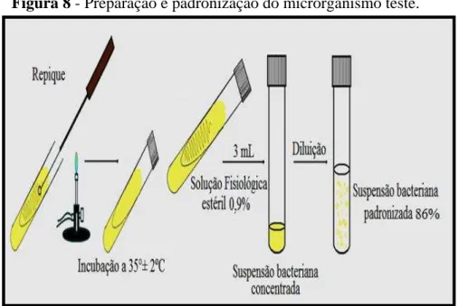 Figura 8 - Preparação e padronização do microrganismo teste.