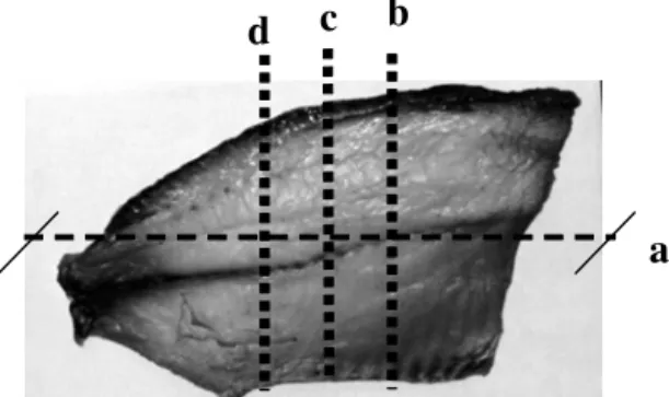 FIGURA 2. Pontos de medição do filé: para o comprimento (a), para a largura e espessura, as medidas foram  toma-das em três pontos localizados a 5cm (b), 8cm(c) e 11cm (d) transversalmente ao comprimento do filé.