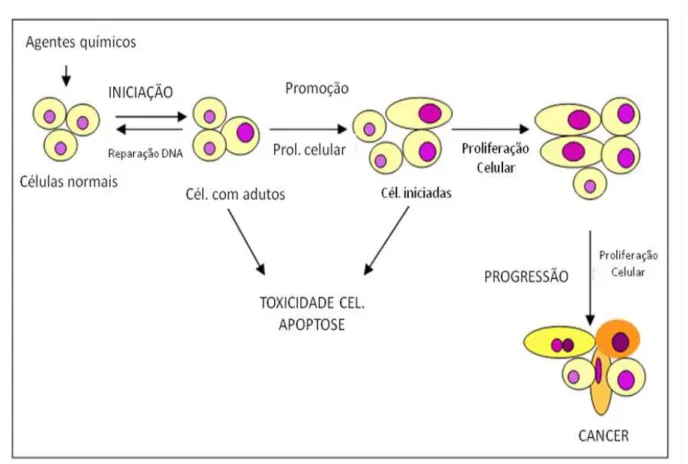 Figura  2.  Estágios  da  carcinogênese  química  e  os  eventos  envolvidos  em  cada  um