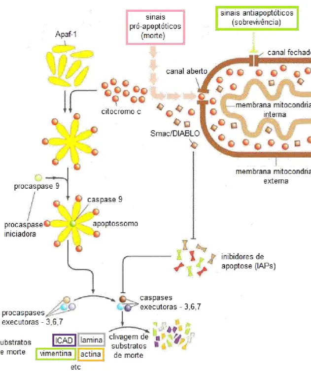 Figura 6. Via intrínseca da apoptose. Adaptado de Danial &amp; Korsmeyer 2004. 