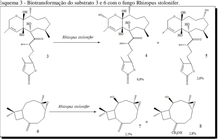 Tabela 3 - Biotransformações de diterpenos caurânicos por  Rhizopus stolonifer  relatados na            literatura .