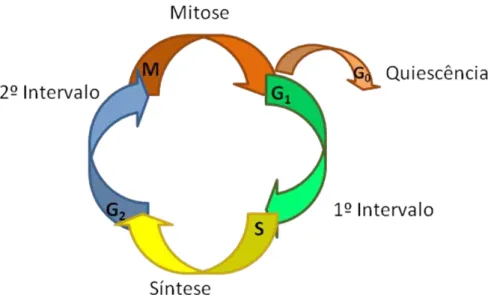 Figura 3: Esquema das fases do ciclo celular, adapatado de VERMEULEN et al., 2003. 