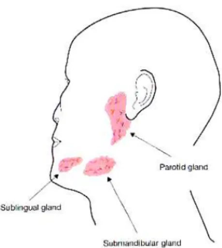 Figura 3: Localização das glândulas salivares maiores, a parótida, a submandibular e a sublingual em humanos