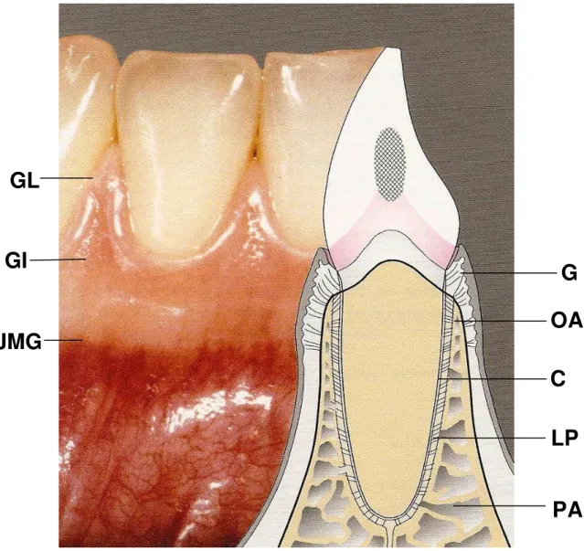 Figura  1:  Desenho  esquemático  do  dente  com  seu  periodonto.  G:  gengiva,  C: 