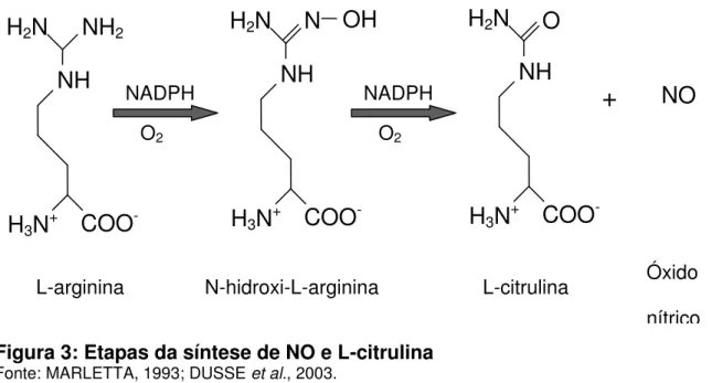 Figura 3: Etapas da síntese de NO e L-citrulina 