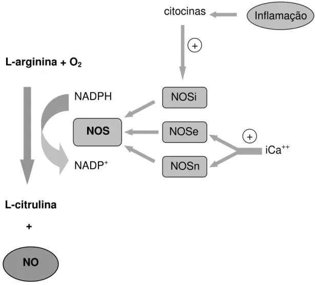 Figura 4: A via L-arginina-óxido nítrico 