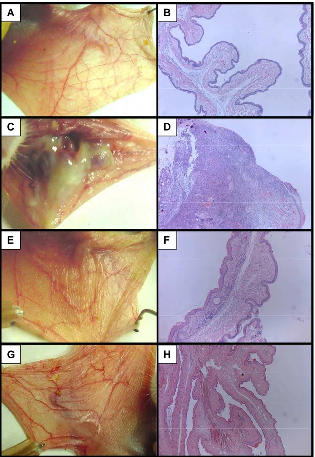 Figura 6 - Aspectos macroscópicos e microscópicos de mucosas jugais de hamsters  normais (A e B) ou submetidos a mucosite oral induzida por 5-Fluorouracil e trauma  mecânico e que foram tratados com salina (C e D), aminoguanidina (E e F) ou  N-(3-(Aminomet
