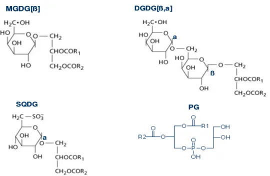 Figura  2:  Estrutura  dos  quatro  principais  glicerolipídeos  das  membranas  dos  cloroplastos,  monogalactosildiacilglicerol  (MGDG),  digalactosildiacilglicerol  (DGDG),  sulfoquinovosildiacilglicerol  (SQDG),  fosfatidilglicerol  (PG),  (OHLROGGE  E