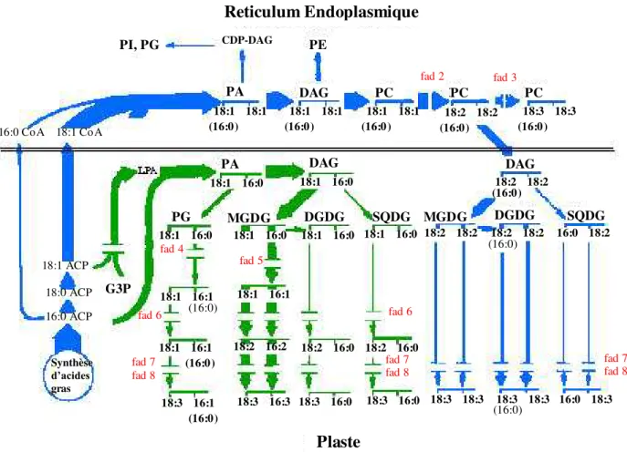 Figura 3: Vias de biossíntes dos lipídeos nas folhas de Arabidopsis (planta 16:3). Glicerol- Glicerol-3-fosfato  (G3P),  ácido  lisofosfatídico  (LPA),  ácido  fosfatídico  (PA),  diaciglicerol  (DAG),  fosfatidilinositol  (PI),  fosfatidilglicerol  (PG), 