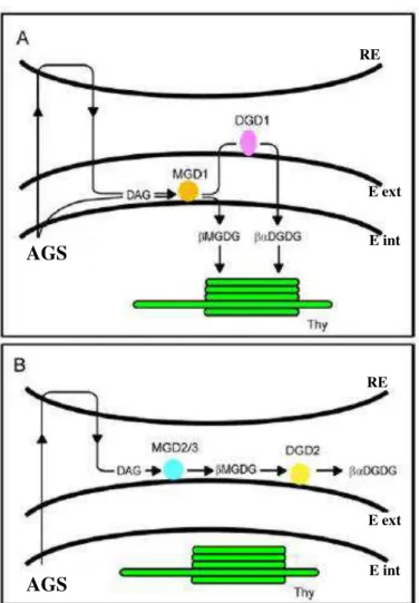 Figura  4:  Proposta  de  organização  das  enzimas  de  biossíntese  dos  galactolipídeos  no  interior dos envelopes do cloroplasto