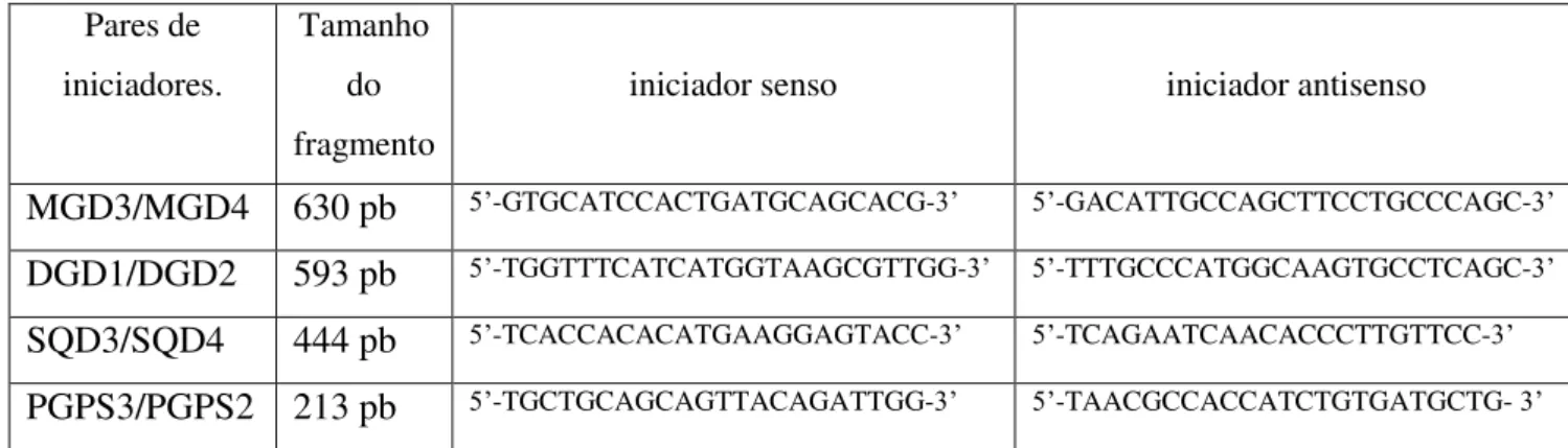 Tabela 2: Pares de iniciadores degenerados utilizados na elaboração das sondas  utilizadas  na varredura de um biblioteca de cDNA em V