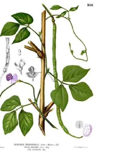 Figura 10 - Pranchas botânicas representando Vigna unguiculata (L.) Walp, anteriormente chamada Vigna sinensis