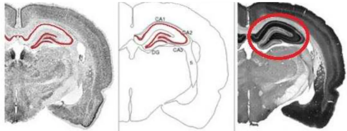 Figura  1:  Imagem  digitalizada  da  secção  transversal  de  um  encéfalo  de  rato  corado  com  Nissl