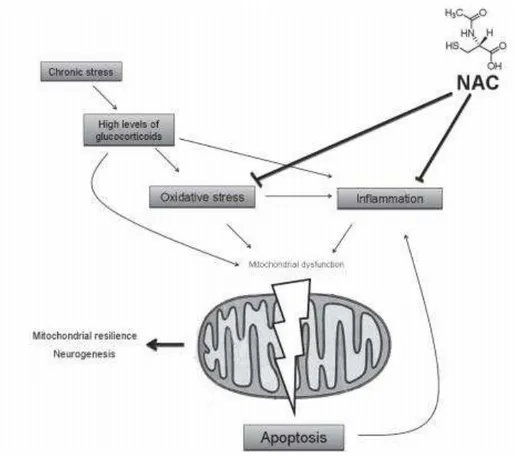 Figura 5-. Representação da atividade antinflamatória e antioxidante da NAC. 