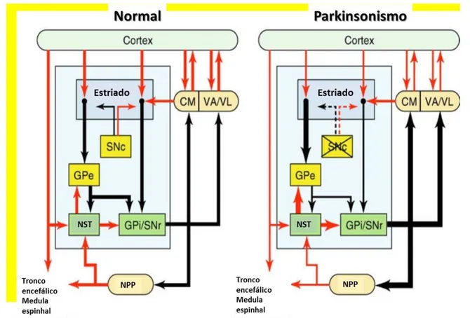 Figura  01  –   Diagrama  simplificado  ilustrando  as  conexões  anatômicas  dentro  do  circuito  dos  núcleos  da  base,  e  as  mudanças  na  sua  atividade  associadas  com  o  desenvolvimento  de  parkinsonismo