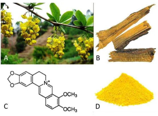 Figura  04  – A)  Arbusto  da  Berberis  aristata;  B)  Caule  cujo  principal  componente  é  a  berberina;  C)  Estrutura  química  da  berberina;  D)  Cloridrato  de  berberina