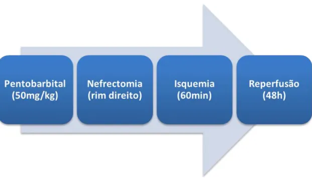 Fig. 2 Protocolo de indução da Lesão Renal Aguda por Isquemia/Reperfusão. 