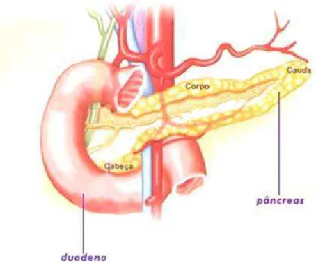 Figura 1. Estrutura do pâncreas (cabeça, corpo e cauda)  