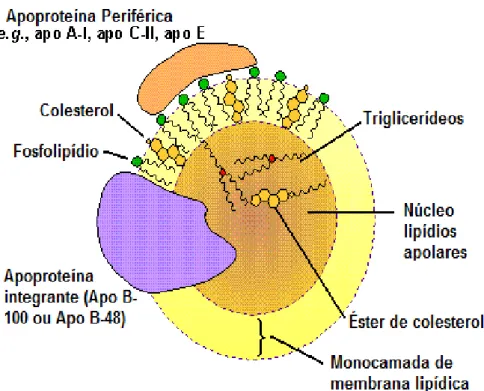 Figura 2 – Estrutura das Lipoproteínas 
