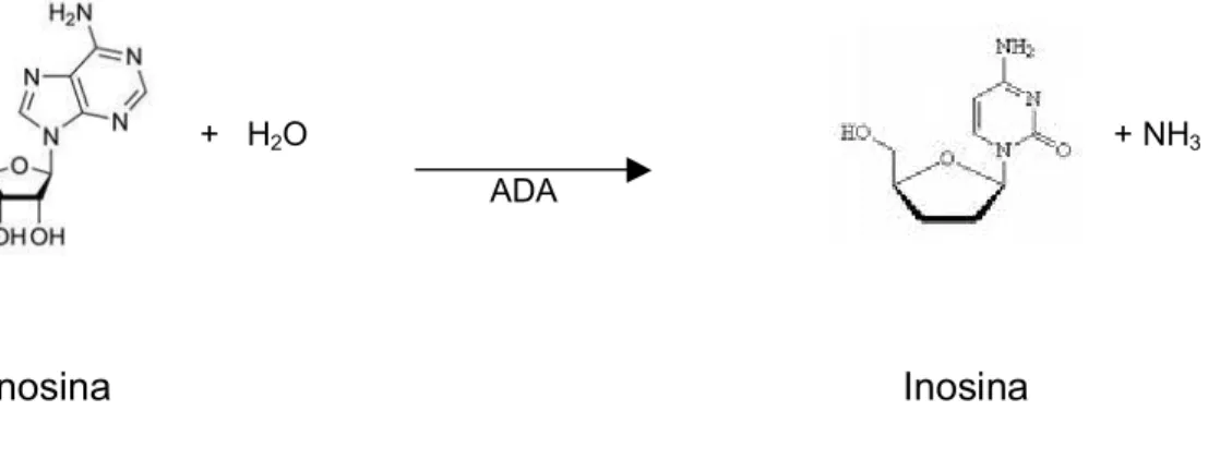 Figura 3 – Esquema da desaminação da adenosina pela ADA 