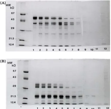 FIGURA 7. Eletroforese em gel de poliacrilamida dodecilsulfato de sódio dos produtos de hidrólise da globulina principal de grão-de-bico com a quimotripsina na presença de NaCl 0,3M
