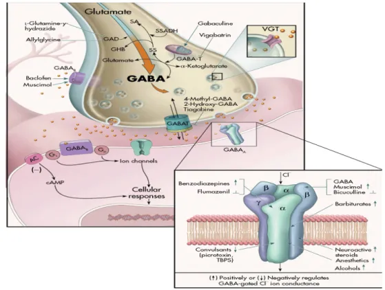 FIGURA 2. Receptores GABA e Neurotransmissão GABAérgica   