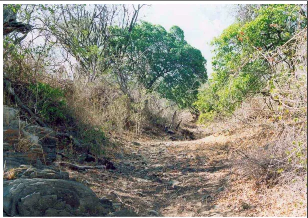 Foto 2 – Leiro do riacho Cipó com destaque para o Zizyphus  joazeiro  (Juazeiro) ao fundo