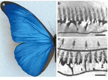 Figura 2.3 - Iridescência na borboleta Morpho Rhetenor. (a) Imagem real do azul iridescente de uma asa  da  borboleta