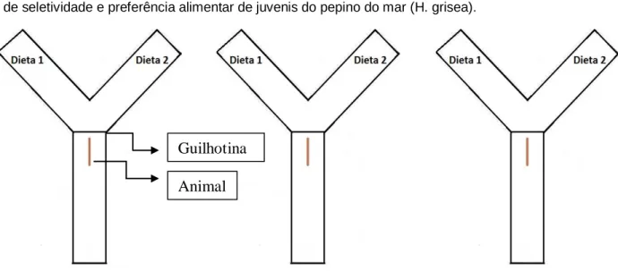 Figura 5 - Representação dos aquários em Y da bateria experimental utilizada durante o experimento  de seletividade e preferência alimentar de juvenis do pepino do mar (H