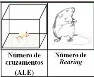 FIGURA 8. Esquema dos parâmetros analisados no teste do campo aberto. FONTE: Arquivo pessoal