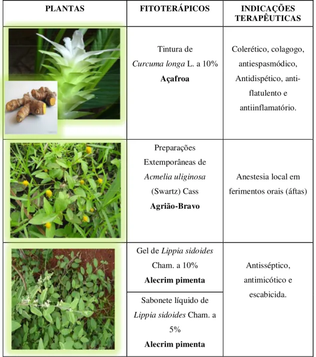 Tabela  01  –  Plantas  Medicinais  presentes  na  REPLAME-CE  com  seus  respectivos fitoterápicos, preparações extemporâneas e suas indicações terapêuticas