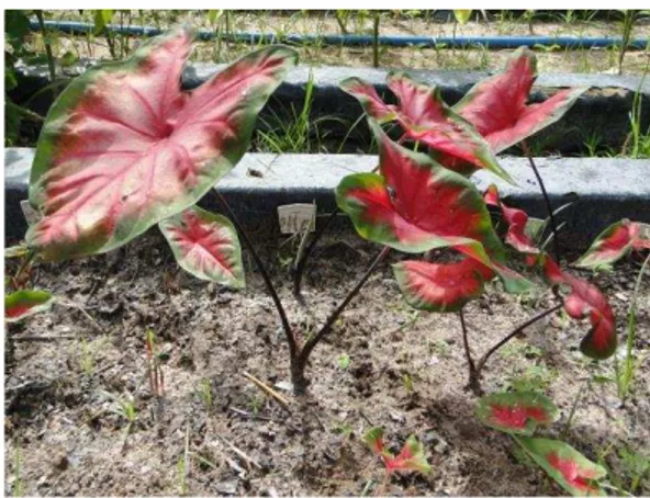 FIGURA 1 - Planta de  Caladium x hortulanum  Birdsey cv Freida Hemple, pertencente  ao experimento conduzido em canteiros da Horta Didática da UFC, durante o período de  fevereiro a março de 2012