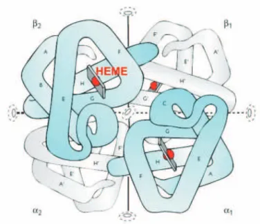Figura 10: Estrutura da hemoglobina. Suas quatro cadeias α 1 , β 1 , α 2 e β 2 se enovelam for- for-mando um tetrâmero