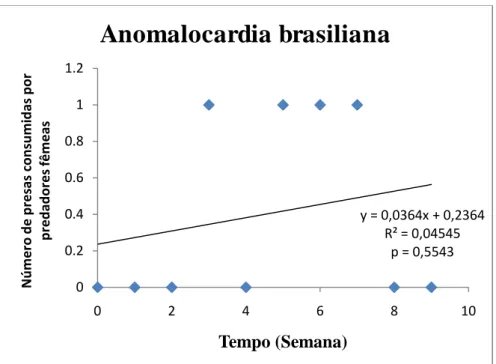 Figura 13 - Variação do número de presas, Anomalocardia brasiliana consumidas por P. morio  (fêmeas) em 9 semanas