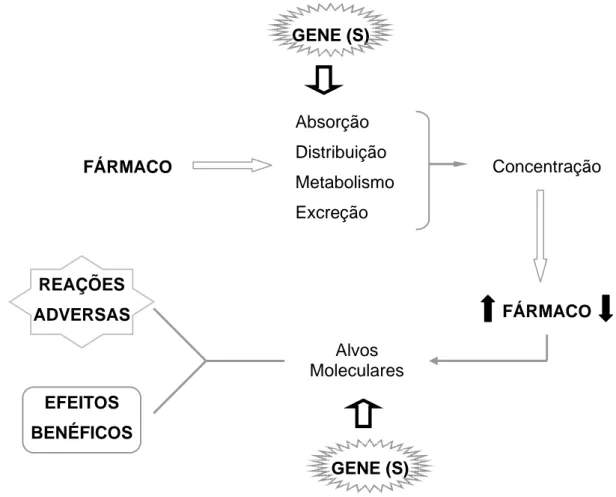 Figura 1: Inter-relação entre os genes e como estes  podem afetar a resposta  aos fármacos