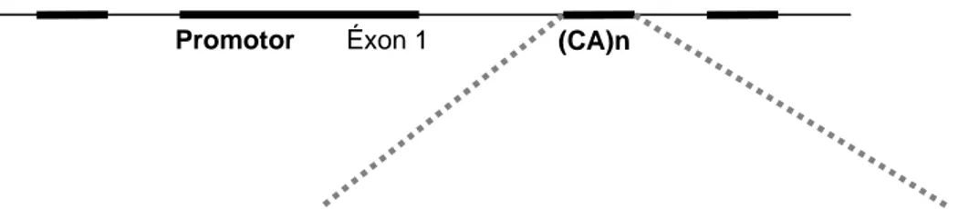 Figura 7: Localização dos polimorfismos na região promotora, intron 1 e éxon 13  no gene EGFR