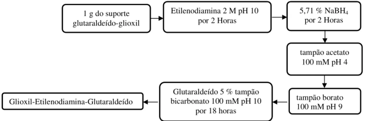 Figura 14 - Fluxograma do suporte Glioxil-Etilenodiamina-Glutaraldeído .  Esse esquema apresenta  a etapa  final de ativação do suporte para posterior recebimento da enzima.