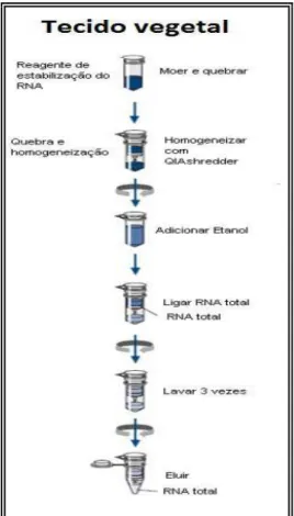 Figura 4. Etapas da extração de RNA total. 