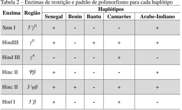 Tabela 2  –  Enzimas de restrição e padrão de polimorfismo para cada haplótipo 
