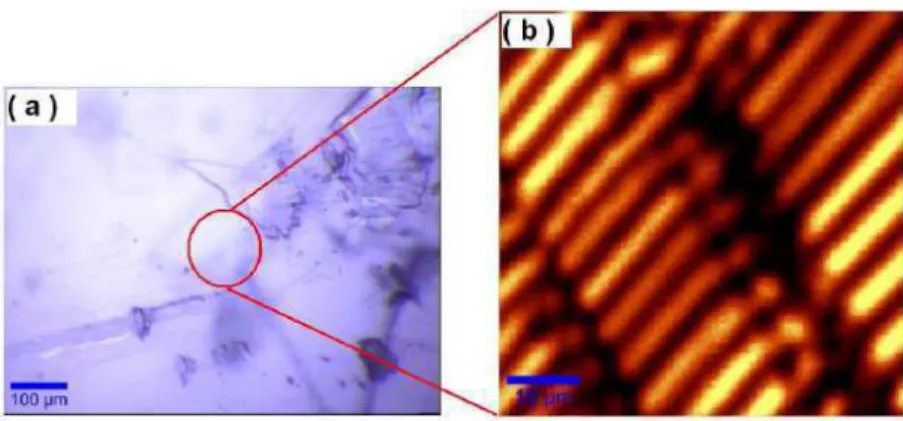 Figura 15: Imagens confocais dos cristais de AE na forma B m obtidas com uma lente de 10x, mas em escalas diferentes: (a) 100 µm e (b) 10 µm.