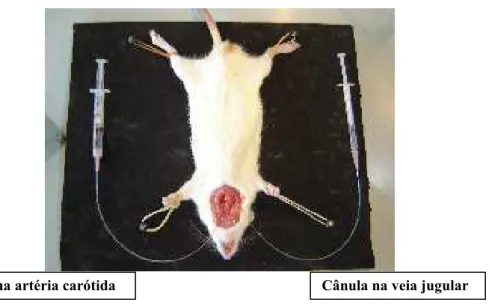FIGURA 17: Técnica Cirúrgica dos experimentos de Pressão Arterial em ratos  anestesiados