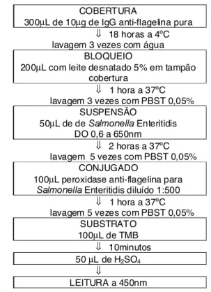 FIGURA 1. Protocolo de padronização de ELISA