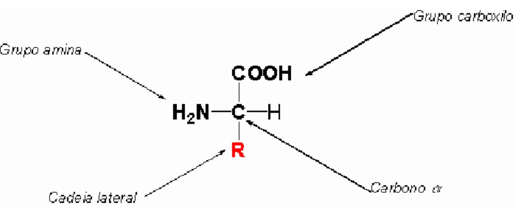 Figura 1 - Estrutura geral dos aminoácidos 